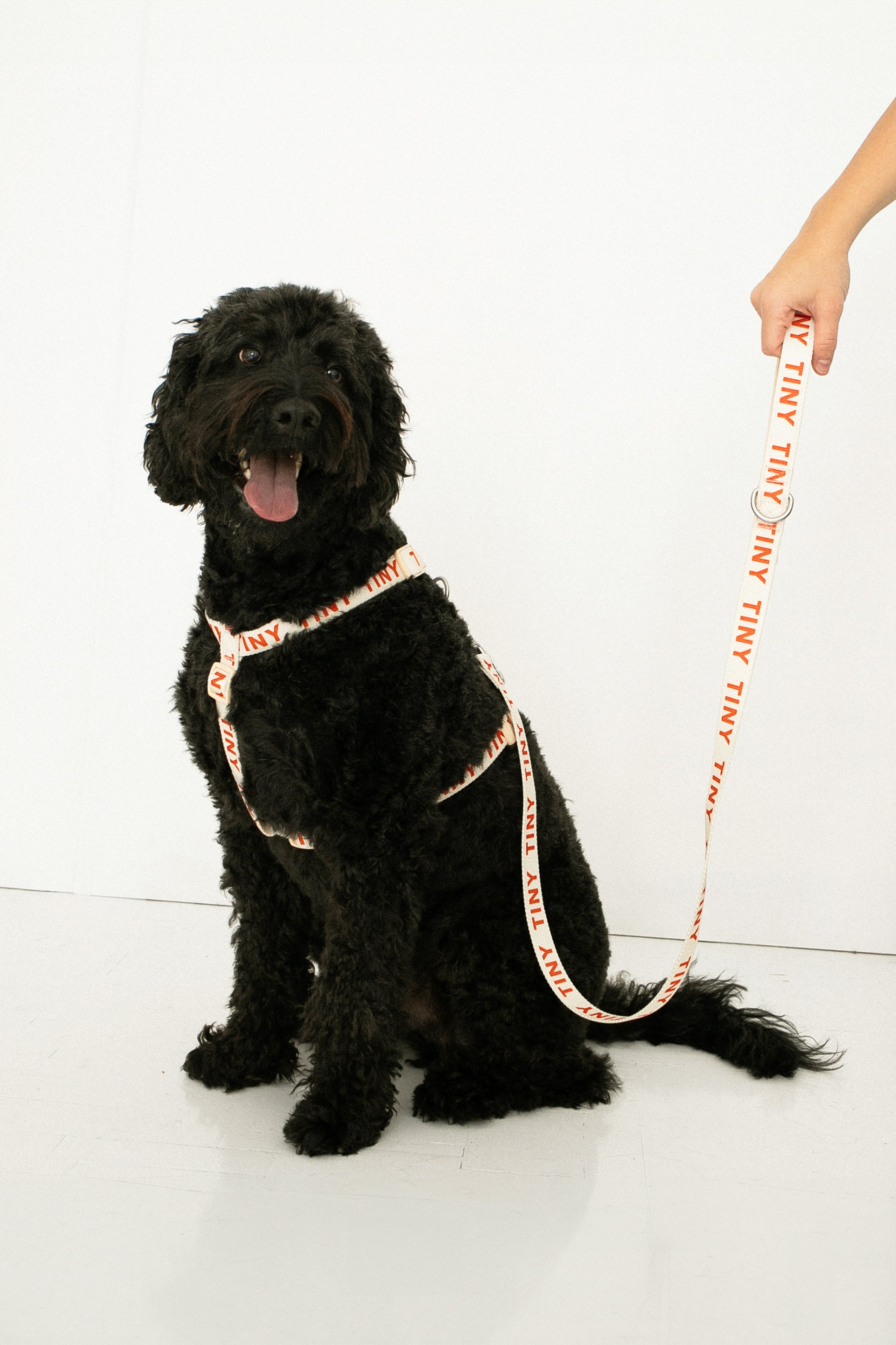 CORREA DE PERRO TINY light cream