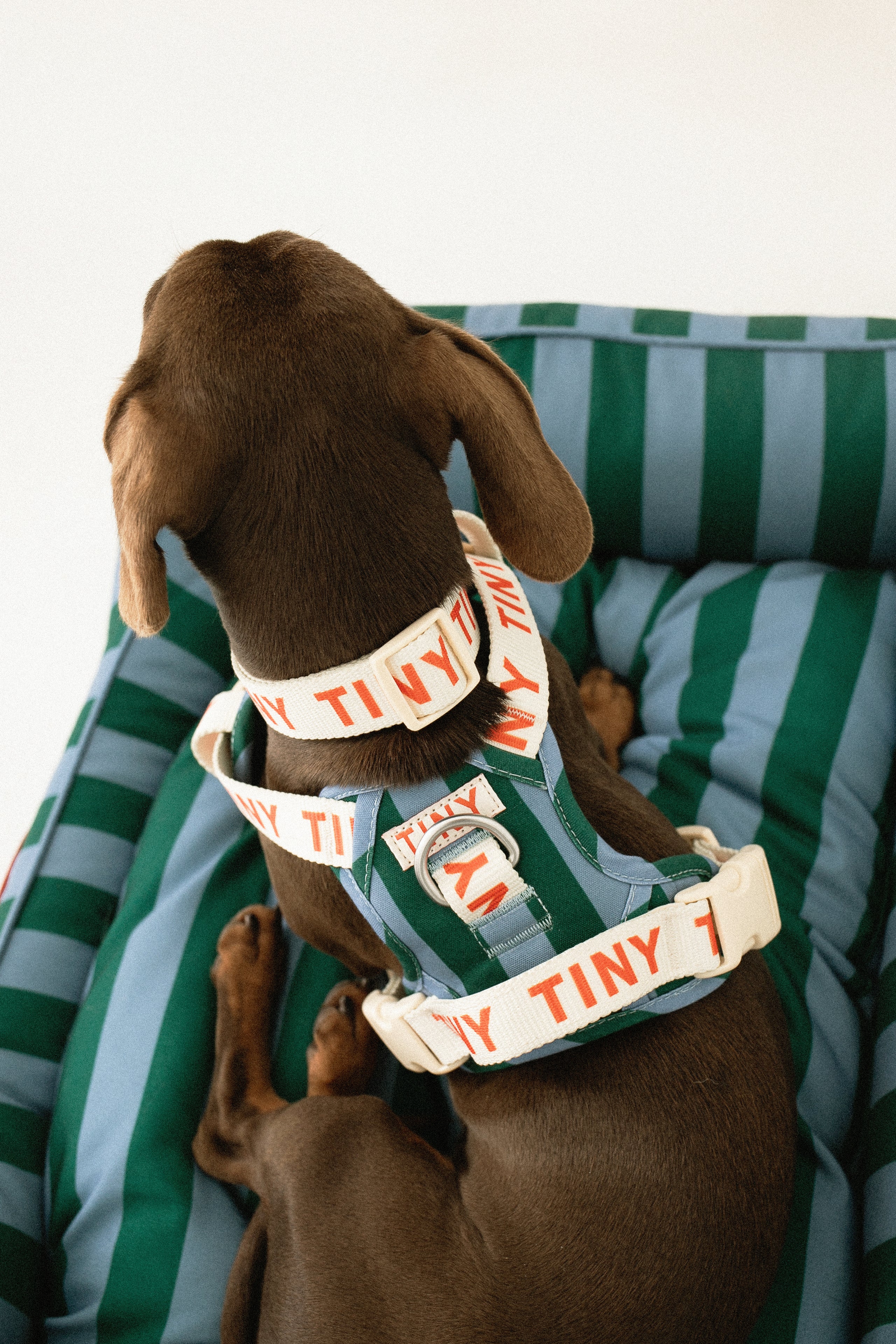 ARNÉS A RAYAS verde oscuro/gris