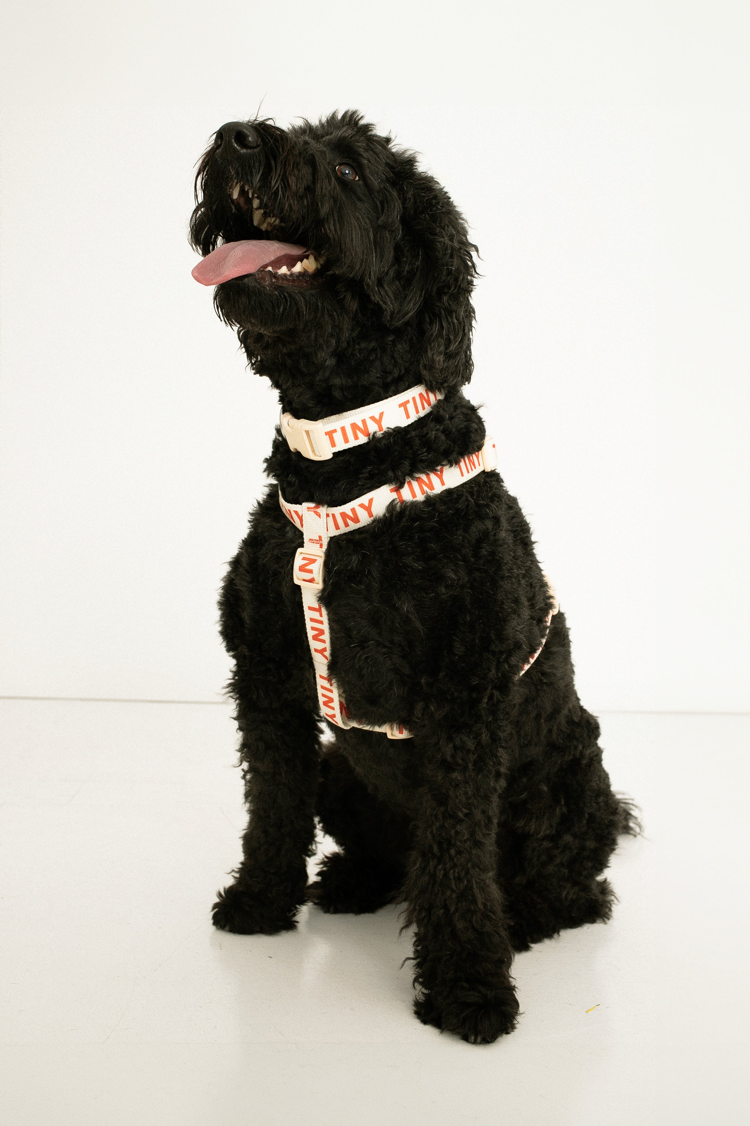 ARNÉS TINY light cream