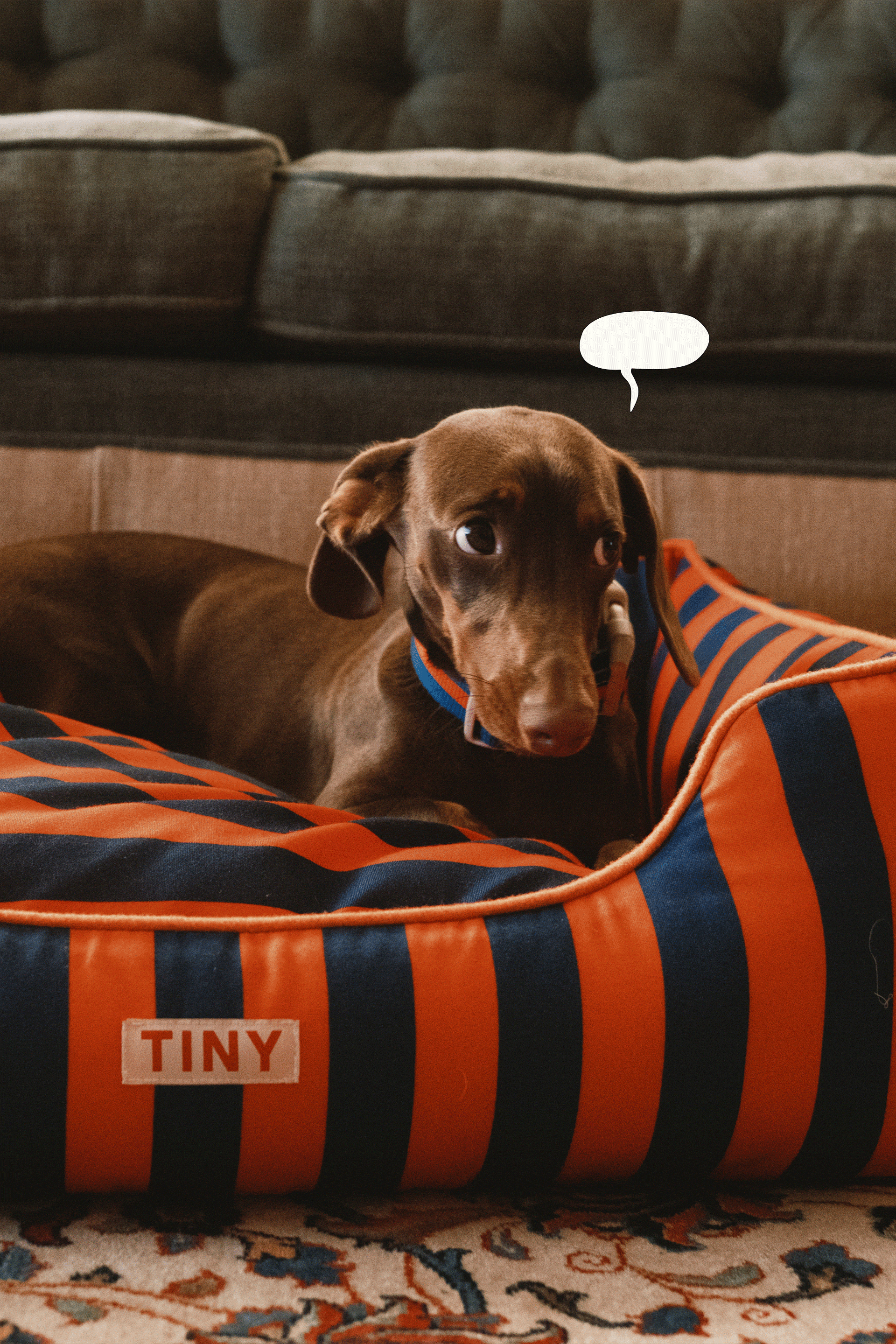 Banner Tinypets 3